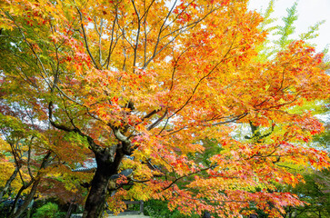 Beautiful fall color in the Jojakko-ji Temple