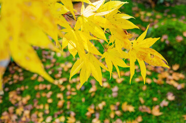 Beautiful fall color in the Jojakko-ji Temple