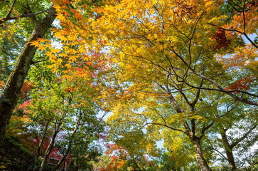 Sunny autumn landsacpe at Arashiyama