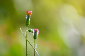 red poppy flower