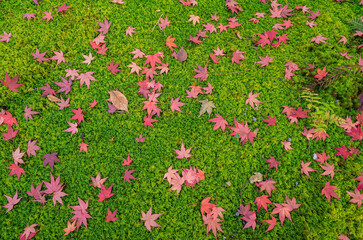 Sunny autumn landscape at Adashino Nenbutsu Ji