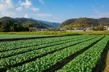 Fototapeta na wymiar Sunny view of farm rural landscape
