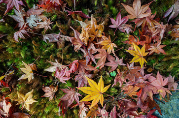 Sunny autumn landsacpe at Mount Hiei