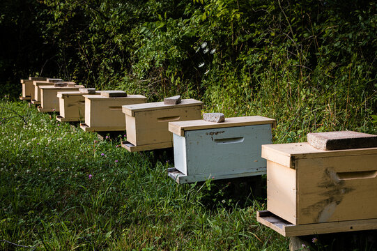 Row of nucleus honey bee colonies in evening light