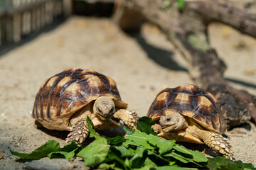 Sucata tortoise eating vegetables with nature background