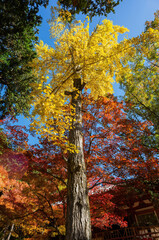 Sunny view of the beautiful fall color of Daigoji Temple