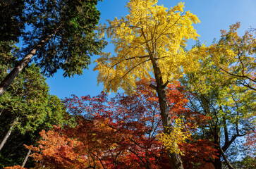 Sunny view of the beautiful fall color of Daigoji Temple