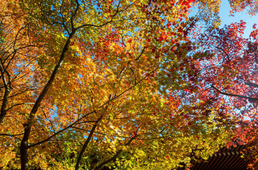 Sunny view of the beautiful fall color of Daigoji Temple