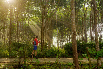 Naklejka na ściany i meble A senior man walking in the beautiful sunbeam dunring sunrise in the rubber plantation