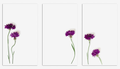 Natural flowers cornflower on white background. Set of stories templates with copyspace. Top view nature aesthetic vertical phone backgrounds. Spring, summer minimal floral fon with purple blooms.