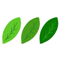 나뭇잎 leaf 