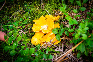 Close up of wavy fresh golden chanterelles in moss wood dirt in forest vegetation. Group of yellow cap edible mushrooms growing among trees in Sweden. Nature scenery of autumn ground, outdoor nature