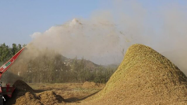 Rice harvesting by using rice threshing machine in the fields