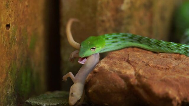 Close up of Green Asian vine snake ahaetulla prasina injecting venom to a gecko before eating near settlement
