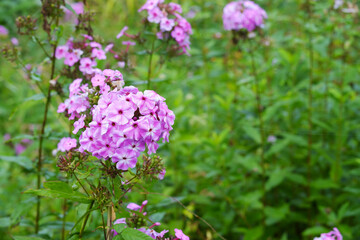 Fototapeta premium Delicate lilac phlox flowers covered with morning dew droplets