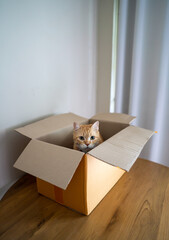 A ginger cat inside the brown paper box look straight on the wooden table.