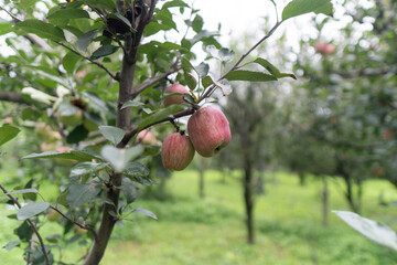 Harvesting apples in the green garden.