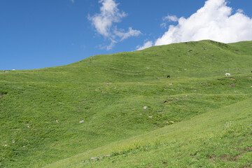 Fototapeta na wymiar Mountain with green grass and blue sky partly cloudy in Manali, India