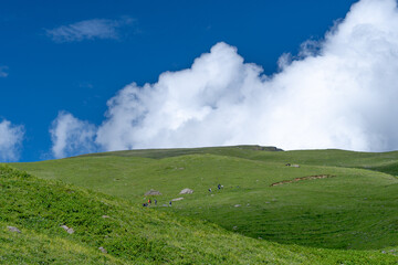 Mountain with green grass and blue sky partly cloudy in Manali, India