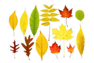 colorful autumn maple leaves isolated on white background