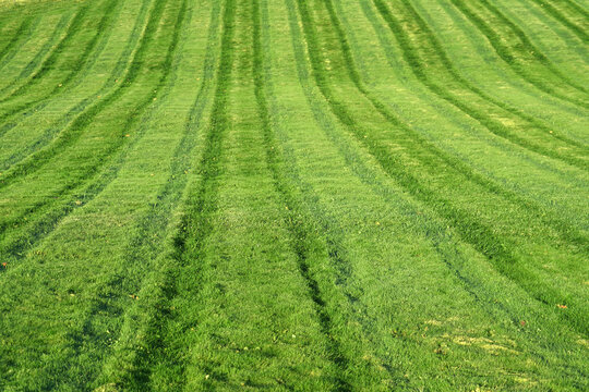 top view of real green grass background after mowing