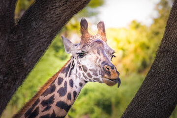 Giraffe head close up in Kennya, Africa