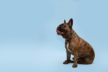 sitting french bulldog on blue background with copy space