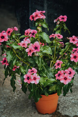 Pink petunias blooming on the pot.