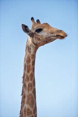 Naklejka premium portrait of a giraffe