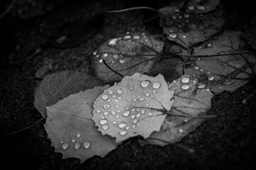Water droplets on Fallen Leaves