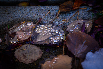Water droplets on Fallen Leaves