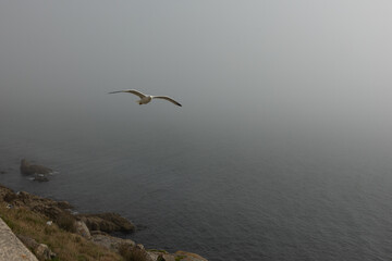 The gaviot gull flies over the ocean along the shore with rocks and green grass into the fog.