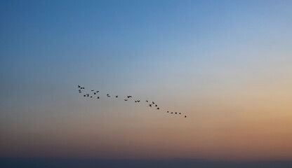 Flock of ducks flying in the sky at sunset time.