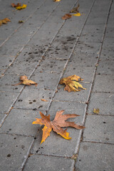 autumn leaf on the concrete pavement.