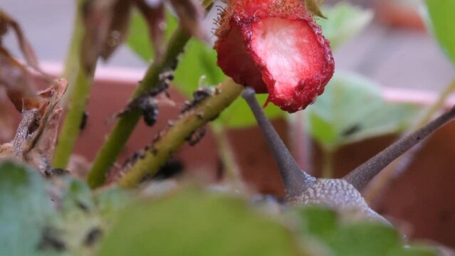 Macro close up snail eating fresh ripe strawberries in the garden