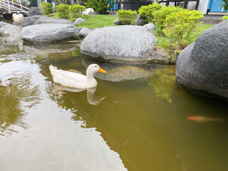 white duck swim in the pond