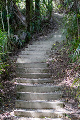Uphill Steps in the Forest