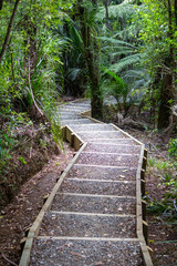 Obraz premium Steps in the forest