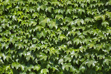 Obraz premium Texture: Leaves of a Shrub