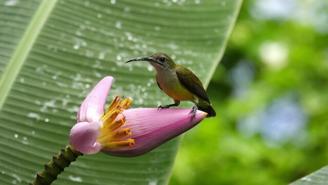 Bird standing on pink banana flower close up.Tropical bird Little spiderhunter   use it's long beak and tongue drinking nectar from Flowering Banana,4K video. 