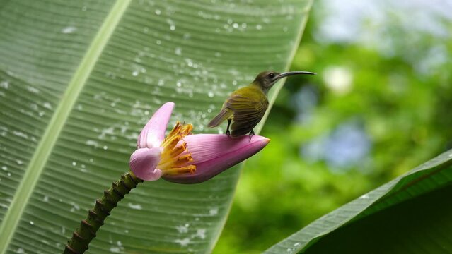 Bird standing on pink banana flower.Tropical bird Little spiderhunter   use it's long beak and tongue drinking nectar from Flowering Banana,4K video. 