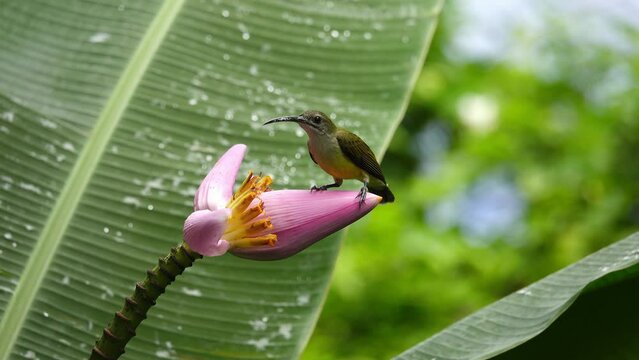 Bird standing on pink banana flower.Tropical bird Little spiderhunter   use it's long beak and tongue drinking nectar from Flowering Banana,4K video. 