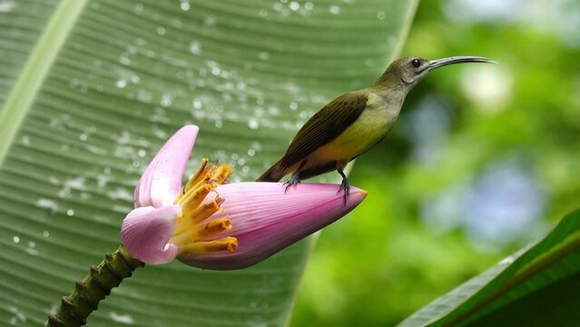 Bird standing on pink banana flower close up.Tropical bird Little spiderhunter   use it's long beak and tongue drinking nectar from Flowering Banana,4K video. 