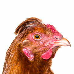 Chicken head ginger close-up on a white background.