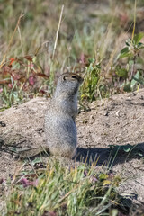 Naklejka na ściany i meble Arctic ground squirrel, Urocitellus parryii, a cute rodent in Yukon in autumn 