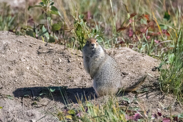Arctic ground squirrel, Urocitellus parryii, a cute rodent in Yukon in autumn
