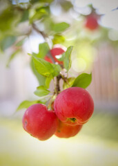 Delicious organic crab apples hanging on a branch of a crab apple tree in the summer sunshine.