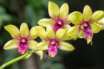 Beautiful orchid flower blooming at rainy season. Dendrobium Orchidaceae.