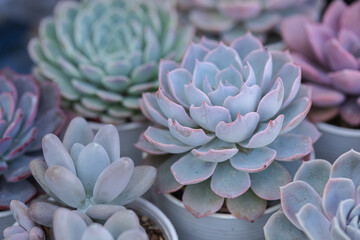 Arrangement of succulents, cactus succulents in a planter. Echeveria succulent