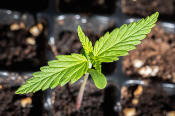 Small plant of cannabis seedlings at the stage of vegetation planted in the soil in the sun. Marijuana for medical purposes